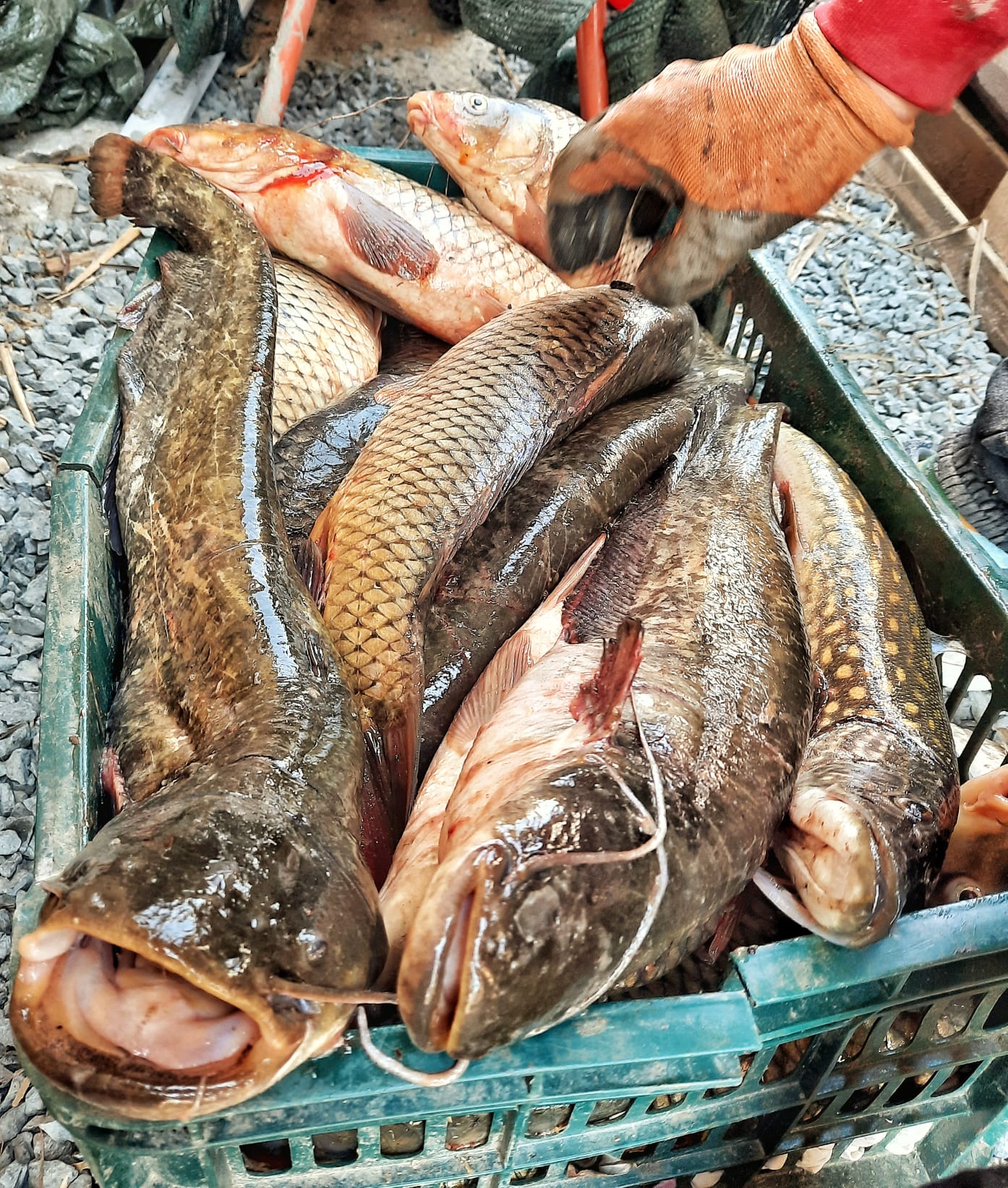 Fresh Delta catch straight from the nets