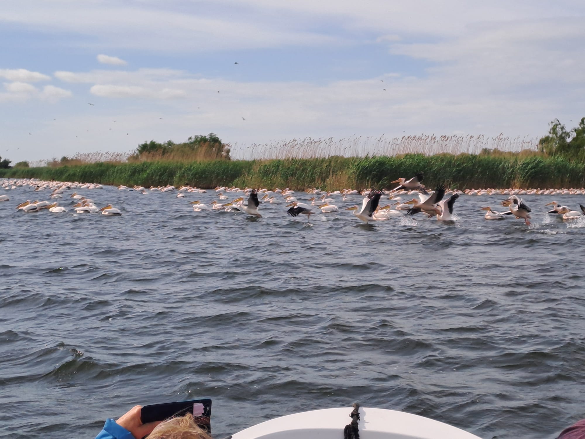 A flock of pelicans on the delta water