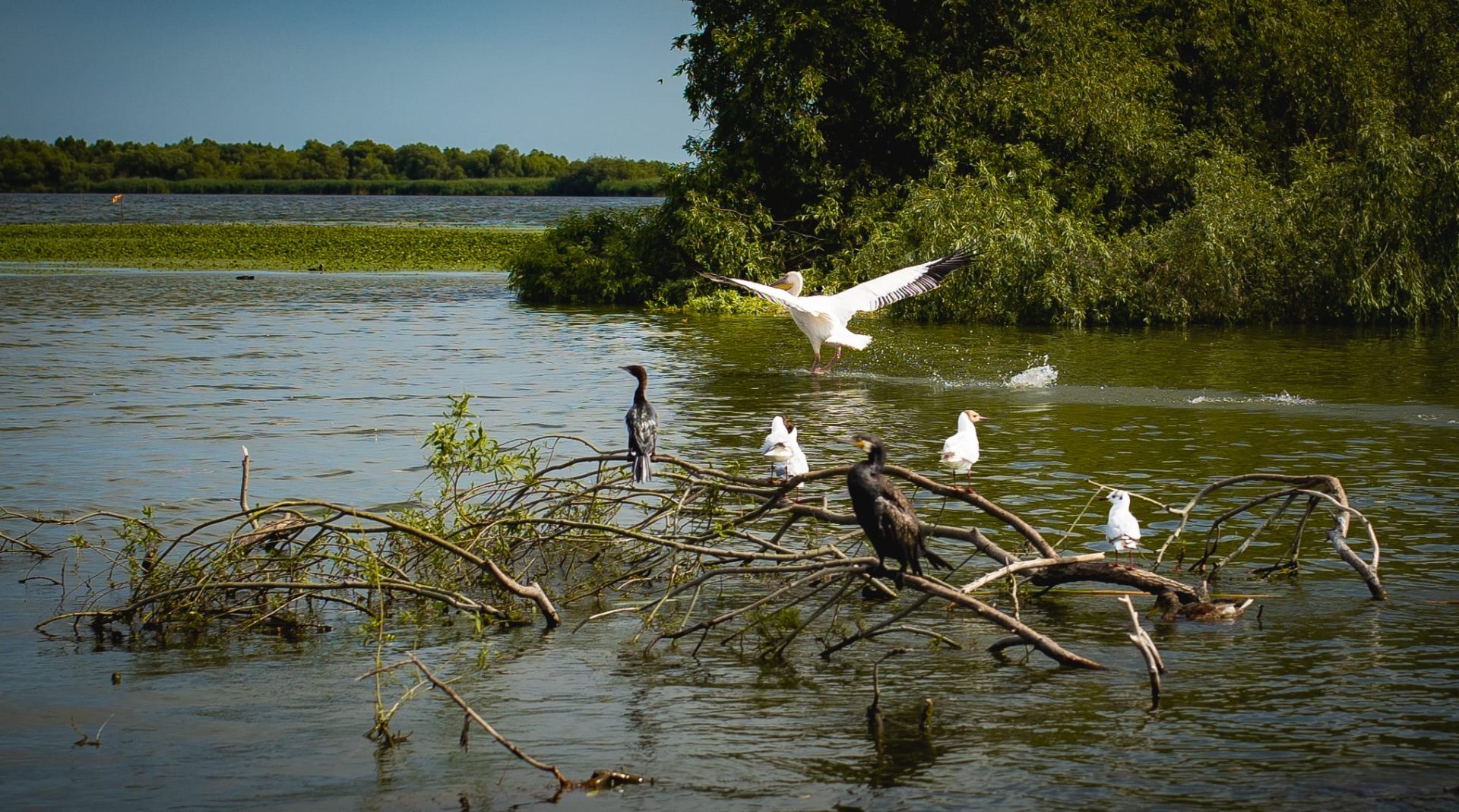 Cormorants, gulls and a pelican among fallen branches