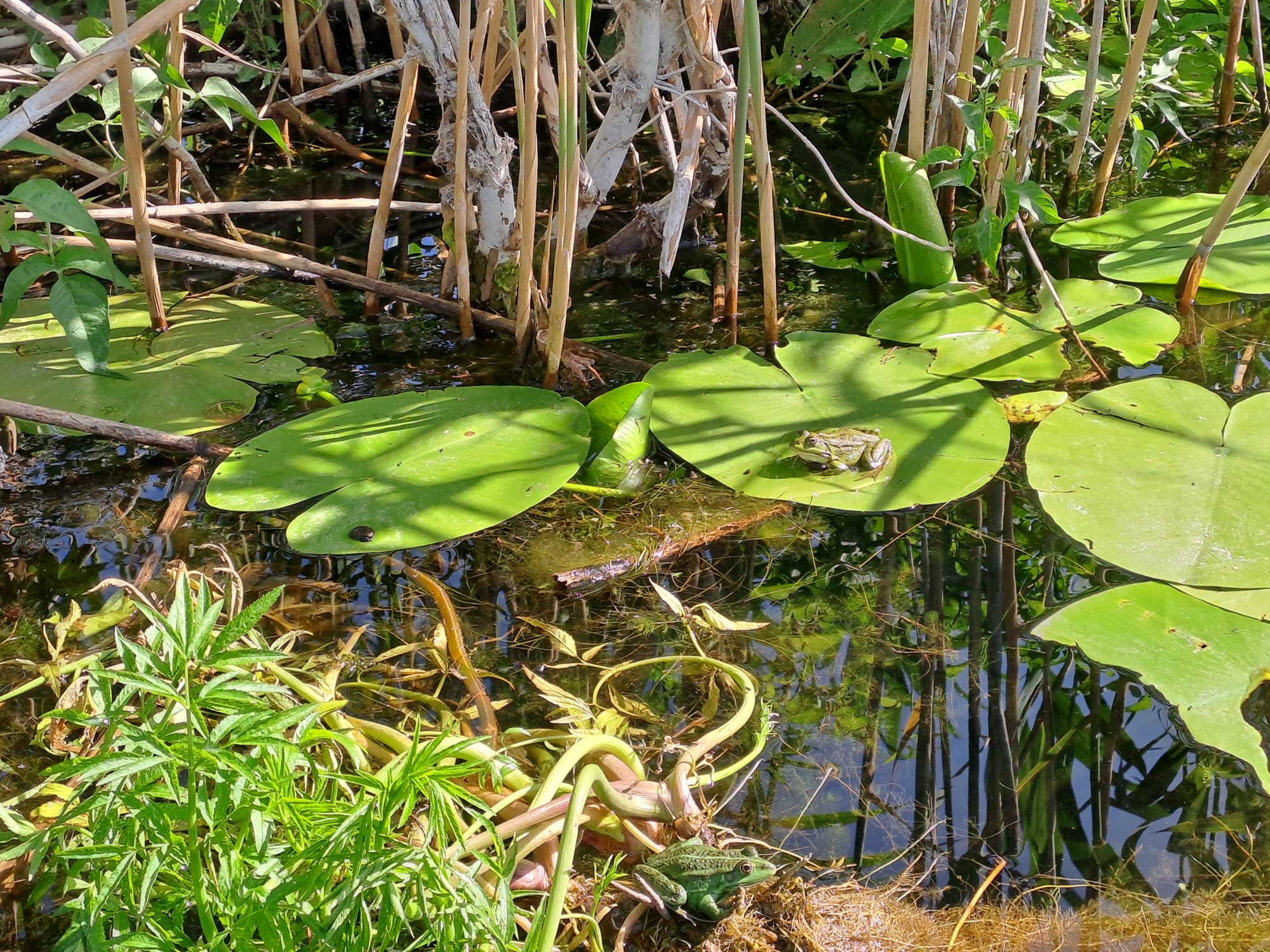 A green frog resting on a water lily pad in the delta