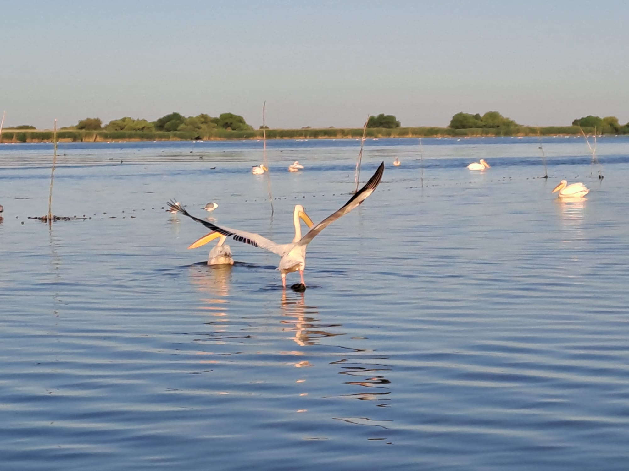 Pelican lifting off the water