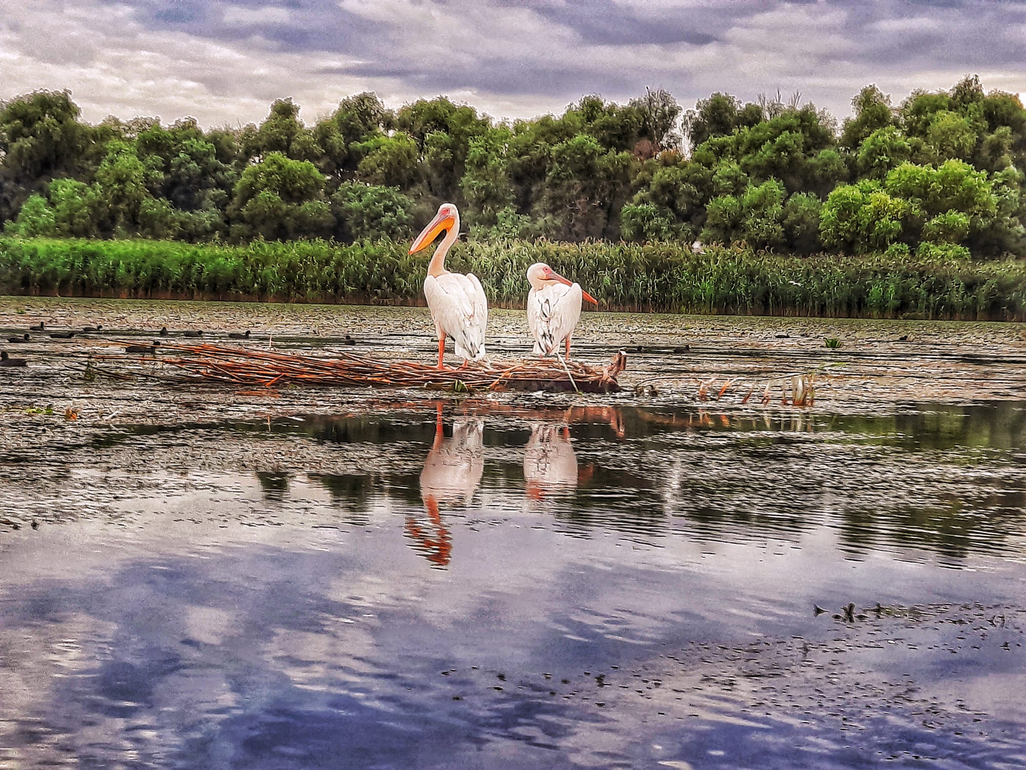Two pelicans with reflection
