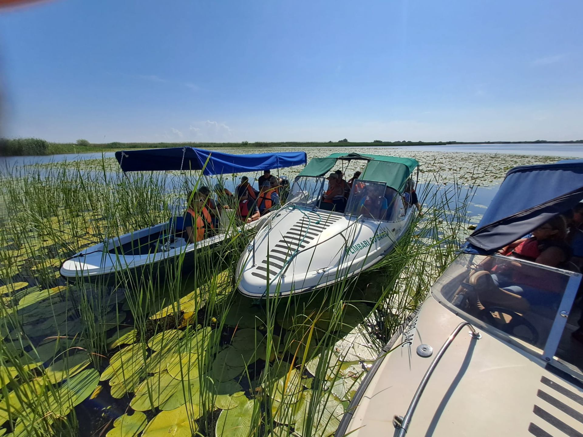 Boats moored among reeds and lily pads