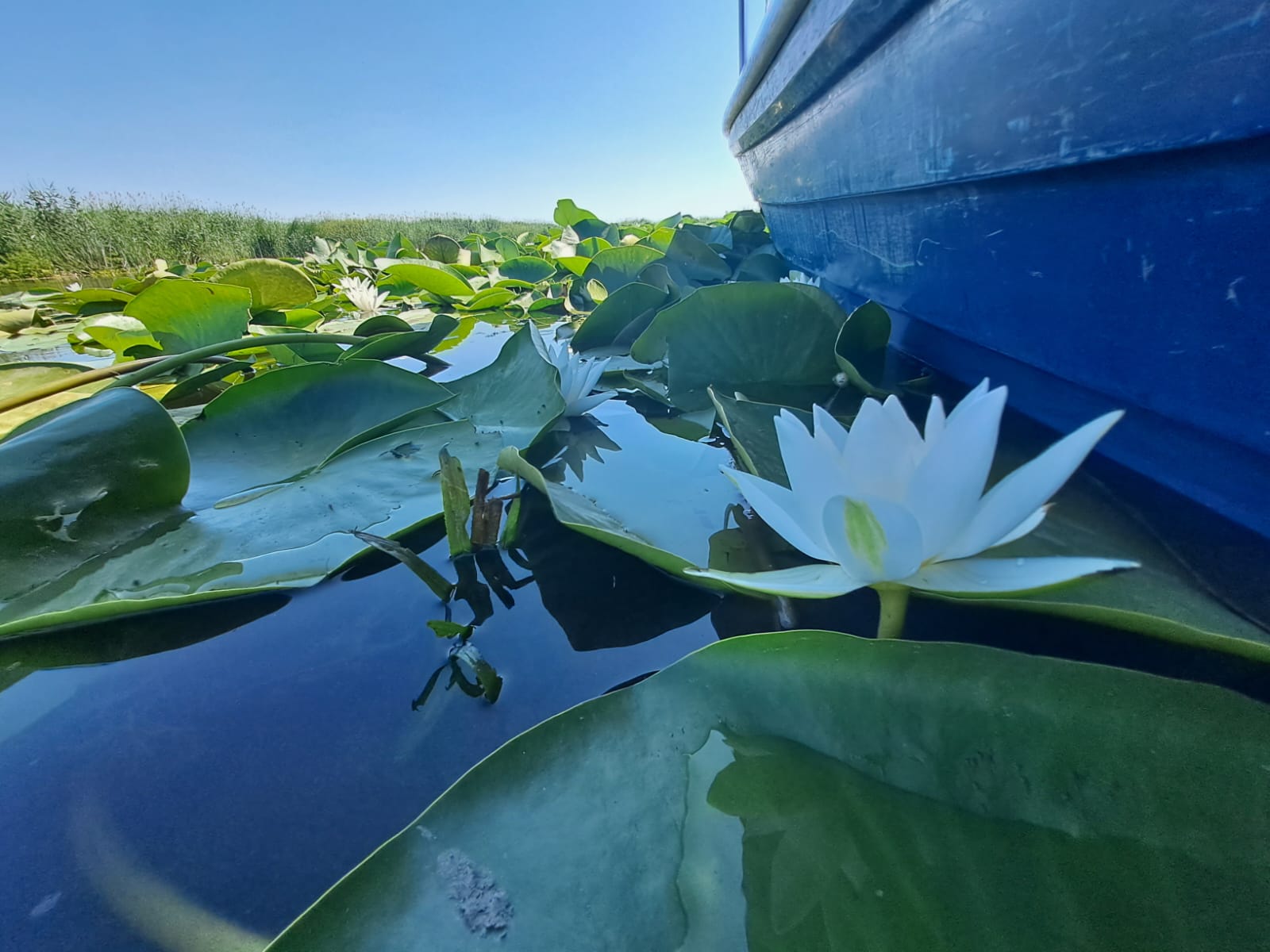 White water lily beside a wooden boat