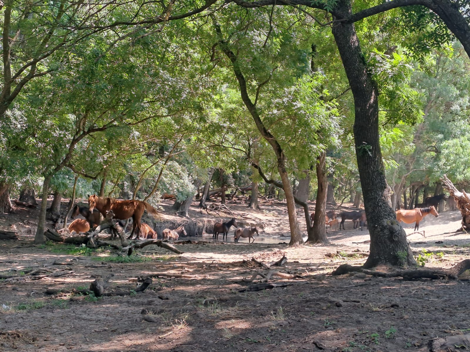 A herd of wild horses gathered beneath ancient trees