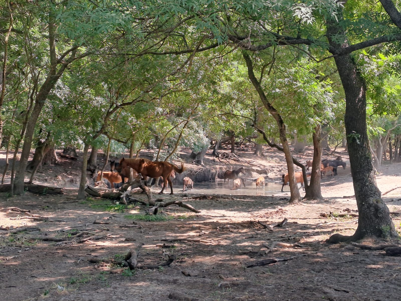 Wild horses of Letea drinking from a shaded forest pool