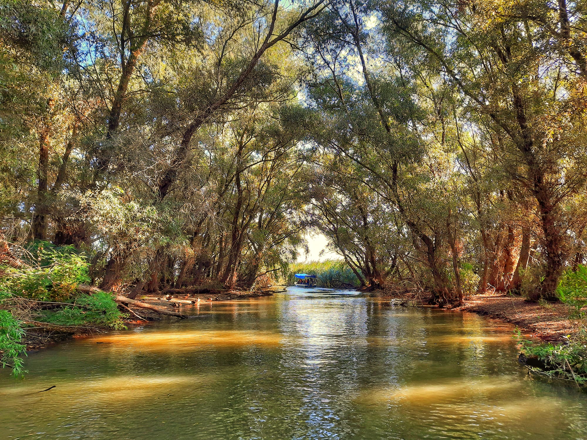 Willow-lined canal in the Danube Delta