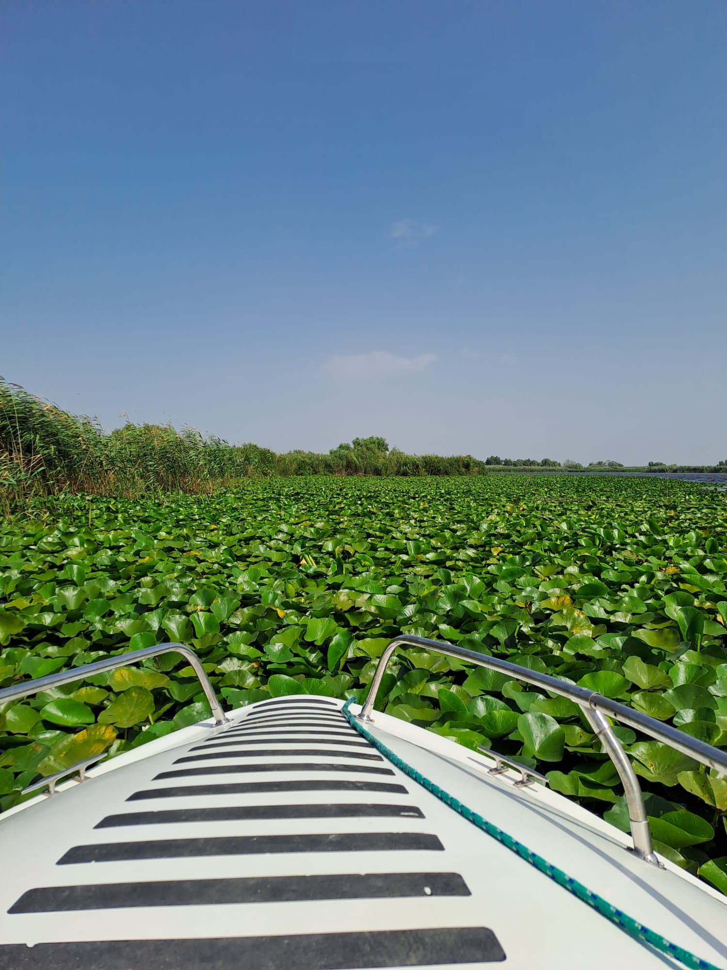 Boat bow gliding through lily fields