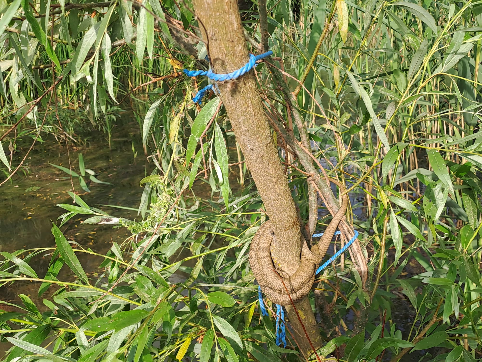 A blue mooring rope tied gently around a willow branch